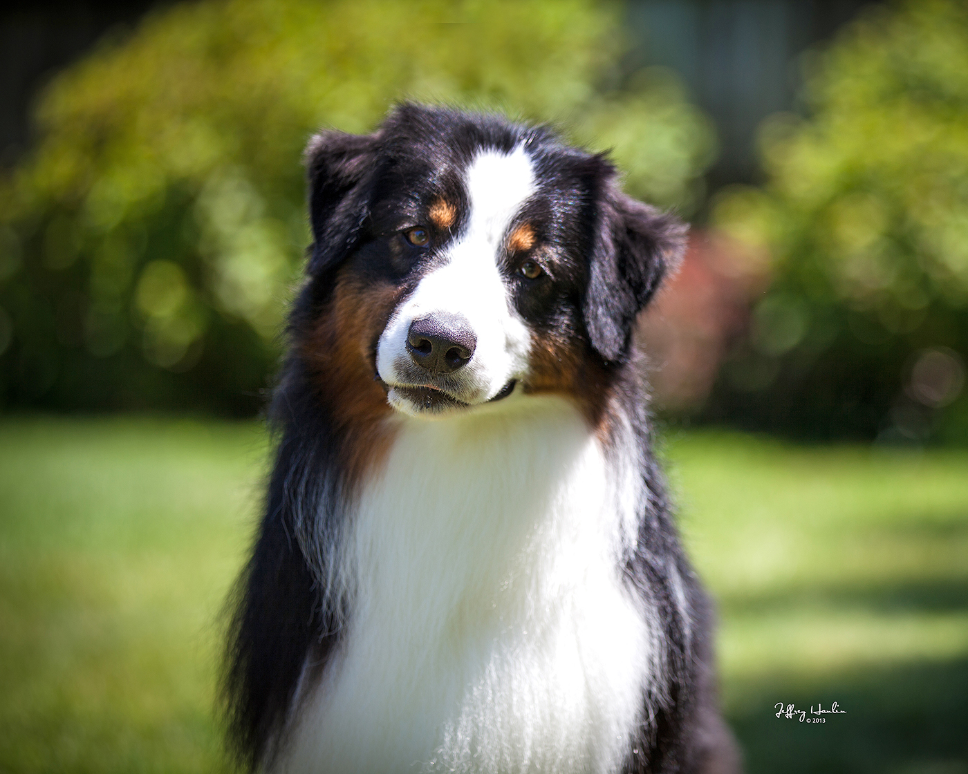 Hightide Kennel • Jackson's Photo Gallery